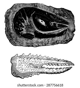 Crustaceans of the Triassic era, Raw crayfish and claws, vintage engraved illustration. Earth before man 1886.