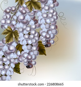Crustier of vine grapes on a background