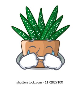 Crying cartoon zebra cactus blooming in garden