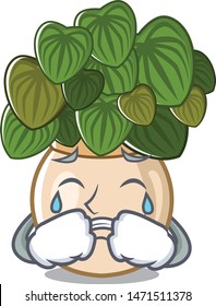 Crying peperomia spreads on the cartoon stems