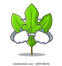 Crying sassafras leaf in the mascot pots