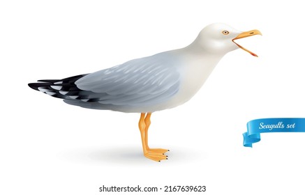 Rührseagull-realistische Komposition mit isoliertem Bild von Meervogel mit offenem Schnabel auf einfarbigem Hintergrund, Vektorgrafik