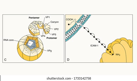 Cryo electron microscopy computer-generated reconstruction of human rhinovirus Medical microbiology, Biology lesson shapes
