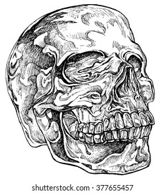 Crystal skull - hand drawn vector illustration, isolated on white