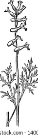 Crystallina is a subfamily of the family Papaveraceae. It was formerly treated as a separate family. Flower are blooming upward whereas leafs are in growing in root side, vintage line drawing