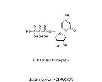 CTP Cytidine triphosphate Nucleoside molecular structure on white background. DNA and RNA building block - nitrogenous base, sugar and phosphate.