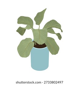 Cuban cigar plant - hand drawn isometric vector illustration.