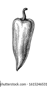 Cubanelle - long bell pepper. Ink sketch isolated on white background. Hand drawn vector illustration. Retro style.