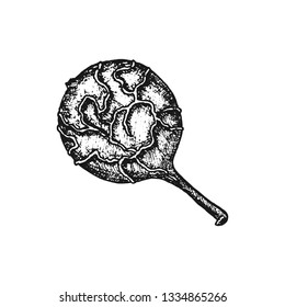 Cubeb pepper. Hand-drawn sketch of the fruit of dry pepper kubeba with a tail isolated on a white background. Vector.