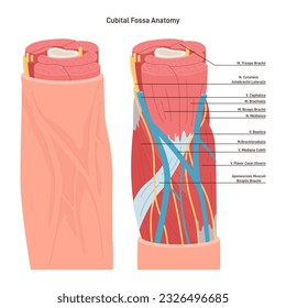 Anatomía de fossa cubital. Depresión triangular, situada entre el antebrazo y el brazo en la superficie anterior del codo. Músculos, ligamentos y venas. Ilustración vectorial plana