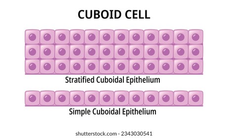 Cuboid Cell - Simple Cuboidal Epithelium - Stratified Cuboidal Epithelium - Medical Vector Illustration