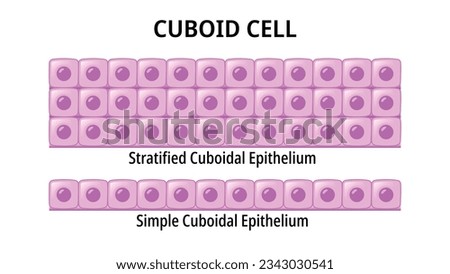 Cuboid Cell - Simple Cuboidal Epithelium - Stratified Cuboidal Epithelium - Medical Vector Illustration