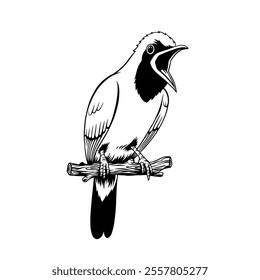 Cucak Ijo Bird or Chloropsis sonnerati vector design, black and white chirping bird with a touch of illustration style suitable for logos and clothing designs.