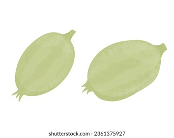 cucamelon Vector illustration. Chinese cucumber. Melothria scabra. The vegetable is green. Isolated on a white background.