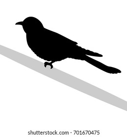 Cuckoo bird  black silhouette animal. Vector Illustrator.