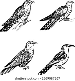 Cuckoo bird bundle line art and illustrator eps
