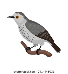 Cuckoo Bird Custom Vector Design