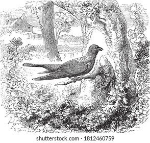 Cuckoo bird, From the Dictionary of Word and Things, 1888.