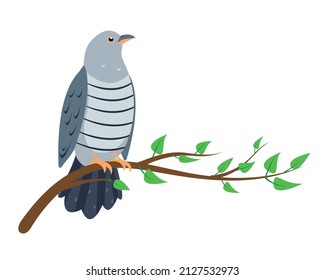 Cuckoo bird sitting on tree branch isolated on white background. Cucoos icon vector illustration for ornitology or nature design.