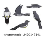 Cuckoo Bird Various Poses Cartoon Vector Illustration Isolated Character
