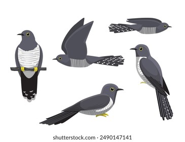 Cuckoo Bird Various Poses Cartoon Vector Illustration Isolated Character