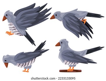 Cuckoo cuculidae bird poses fly stand with grey white color vector graphic illustration 