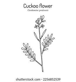 Cuckoo flower, or ladys smock (Cardamine pratensis), ornamental and medicinal plant. Hand drawn botanical vector illustration