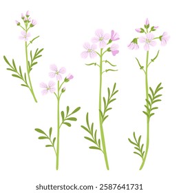 cuckoo flower, lady's smock, mayflower, milkmaids, Cardamine pratensis, vector drawing wild plants at white background, floral element, hand drawn botanical illustration