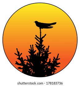 Cuckoo on the spruce silhouette