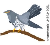 A cuckoo sits on a branch. Vector, flat, colored bird on a white background.