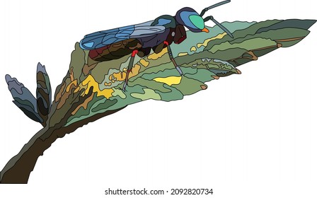 Cuckoo wasp Trichrysis cyanea adult female. Side View. Vector illustration.