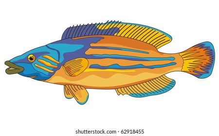 Cuckoo Wrasse