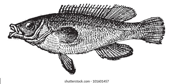 Cuckoo Wrasse or Labrus mixtus, vintage engraved illustration. Dictionary of Words and Things - Larive and Fleury - 1895