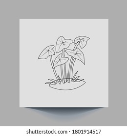 Cuckoopint or Arum maculatum arrow shaped leaf, woodland poisonous plant in family Araceae. arrow shaped leaves.