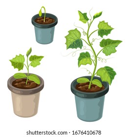cucmber plant in pot isolated. healthy young cucumber seedlings potted. Vector realistic illustration of cucumber sprouts and growing process in fertile soil.green shoots. springtime gardening farming