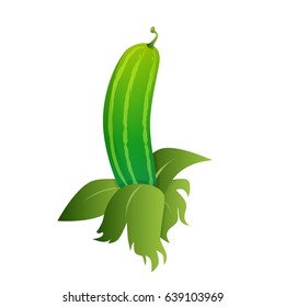 Cucumber