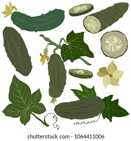 Cucumber colored illustration, vector