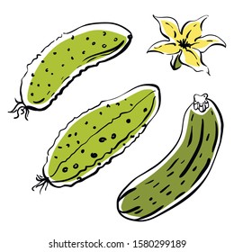 Cucumber and courgette. Colorful sketch of vegetables isolated on white background. Doodle hand drawn vegetables. Vector illustration