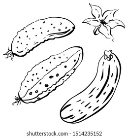 Cucumber and courgette. Set of vegetables in sketchy style isolated on white background. Doodle hand drawn vegetables in black and white. Vector illustration