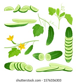 Cucumber Crop with Sliced Elements and Leaves Vector Set
