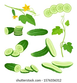 Cucumber Crop with Sliced Elements and Leaves Vector Set