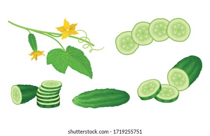 Cucumber Crop with Sliced Elements and Leaves Vector Set. Agricultural Organic Plant Growing Concept