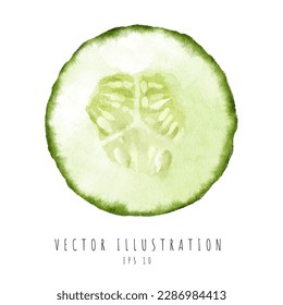 Cucumber cross section watercolor painting style isolated on white background. Vector illustration