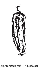 Gurkenzeichnung im grafischen Stil. Vektorbild für Aufkleber, Illustrationen, Banner, Drucke usw.