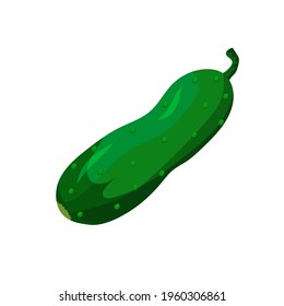 cucumber drawing on white background, vector illustration