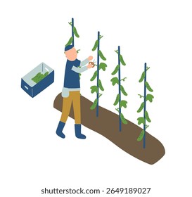 cucumber, farmer, farm, agriculture, vegetables