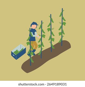 cucumber, farmer, farm, agriculture, vegetables