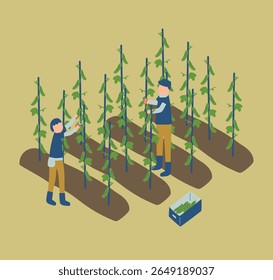 cucumber, farmer, farm, agriculture, vegetables