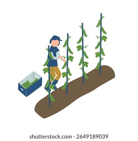 cucumber, farmer, farm, agriculture, vegetables