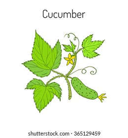 Cucumber with flower and leaves. Vector illustration.
